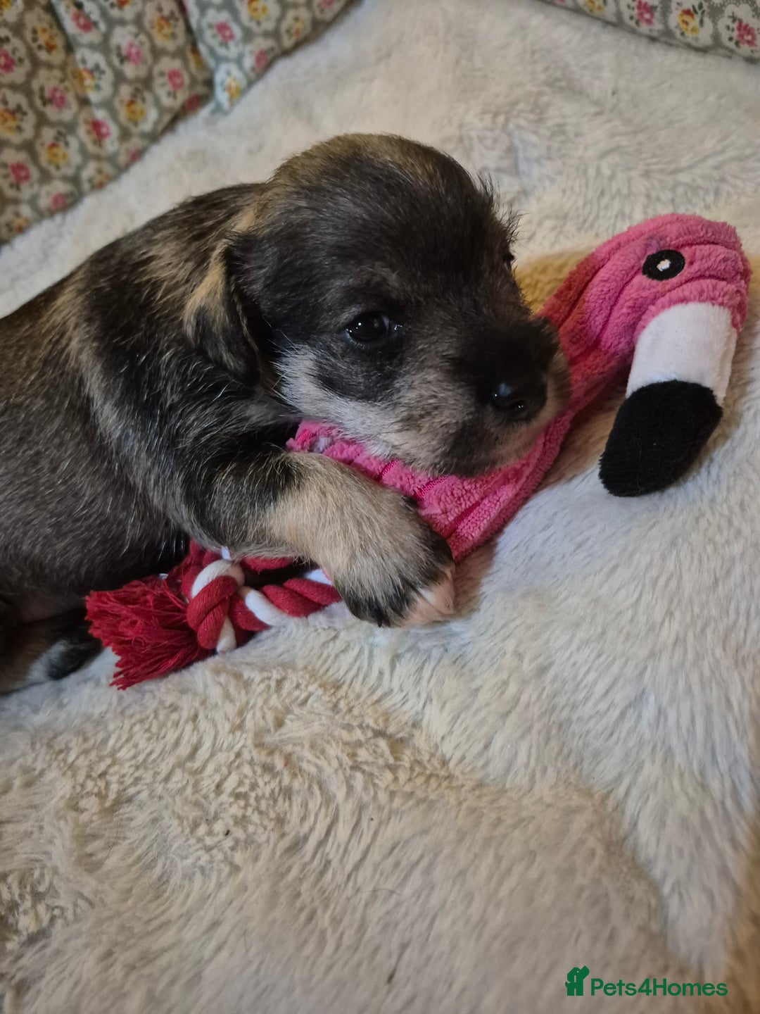 Miniature Schnauzer dogs for sale: Adorable Princess Miniature Shnauzer  - Advert 2