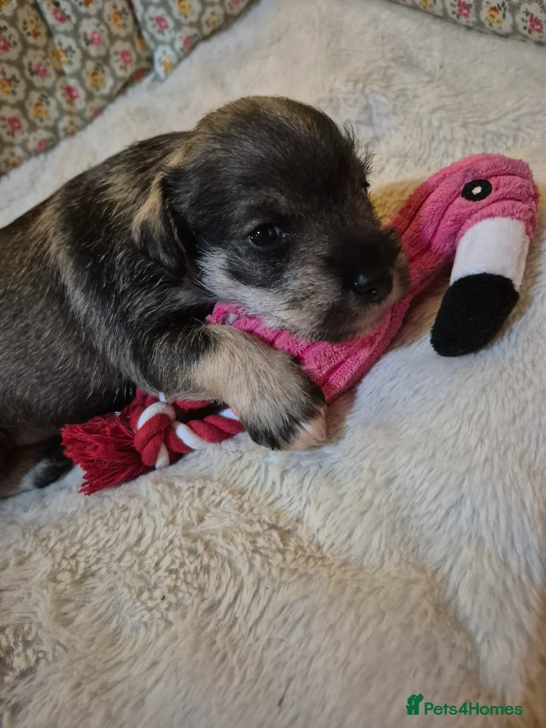 Miniature Schnauzer dogs for sale: Adorable Miniature Shnauzer ,SOLD - Advert 16