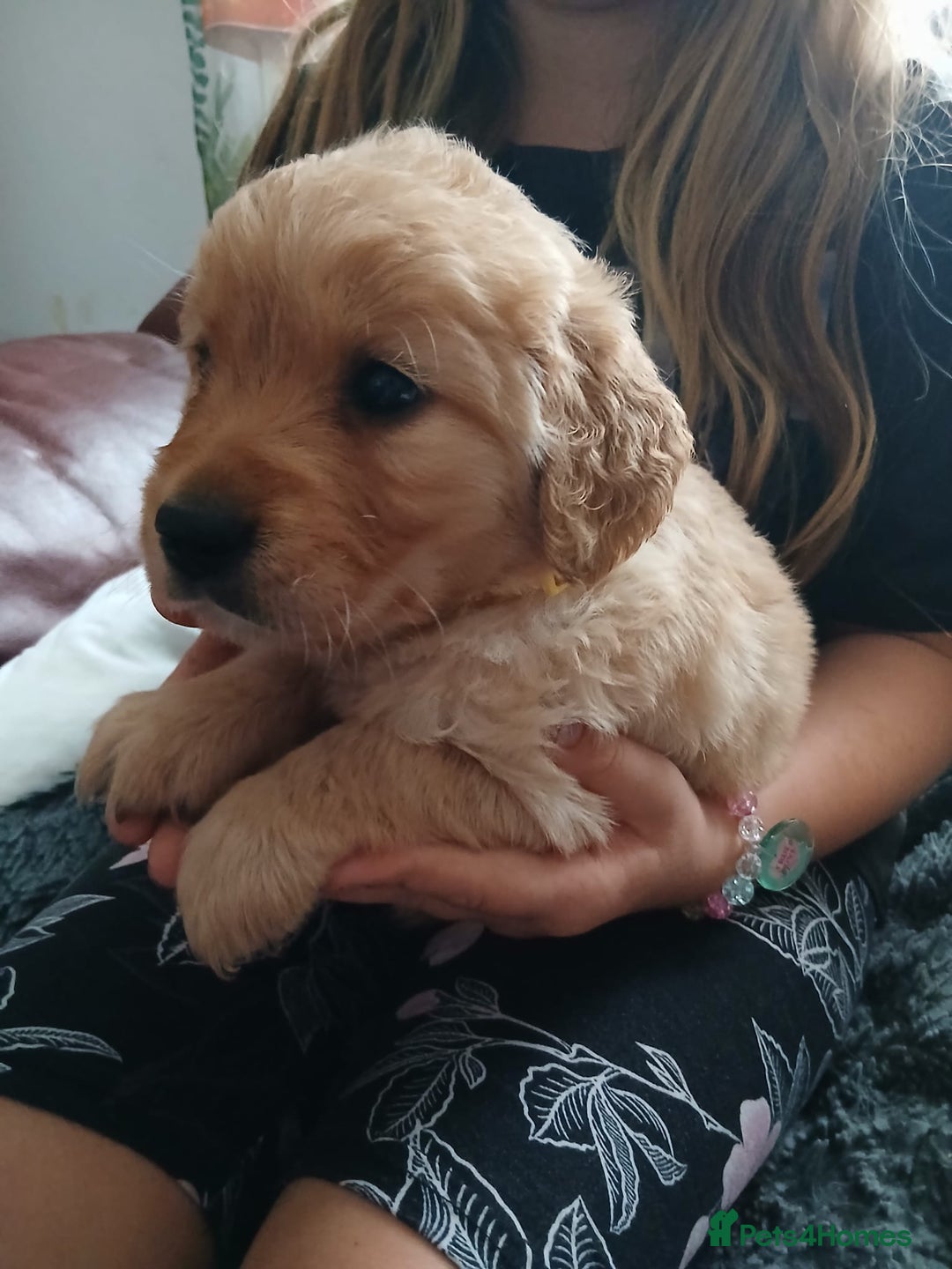 Golden Retriever dogs for sale: 🐾 Golden Retriever Puppies – Ready Soon! 🐾 - Image 28