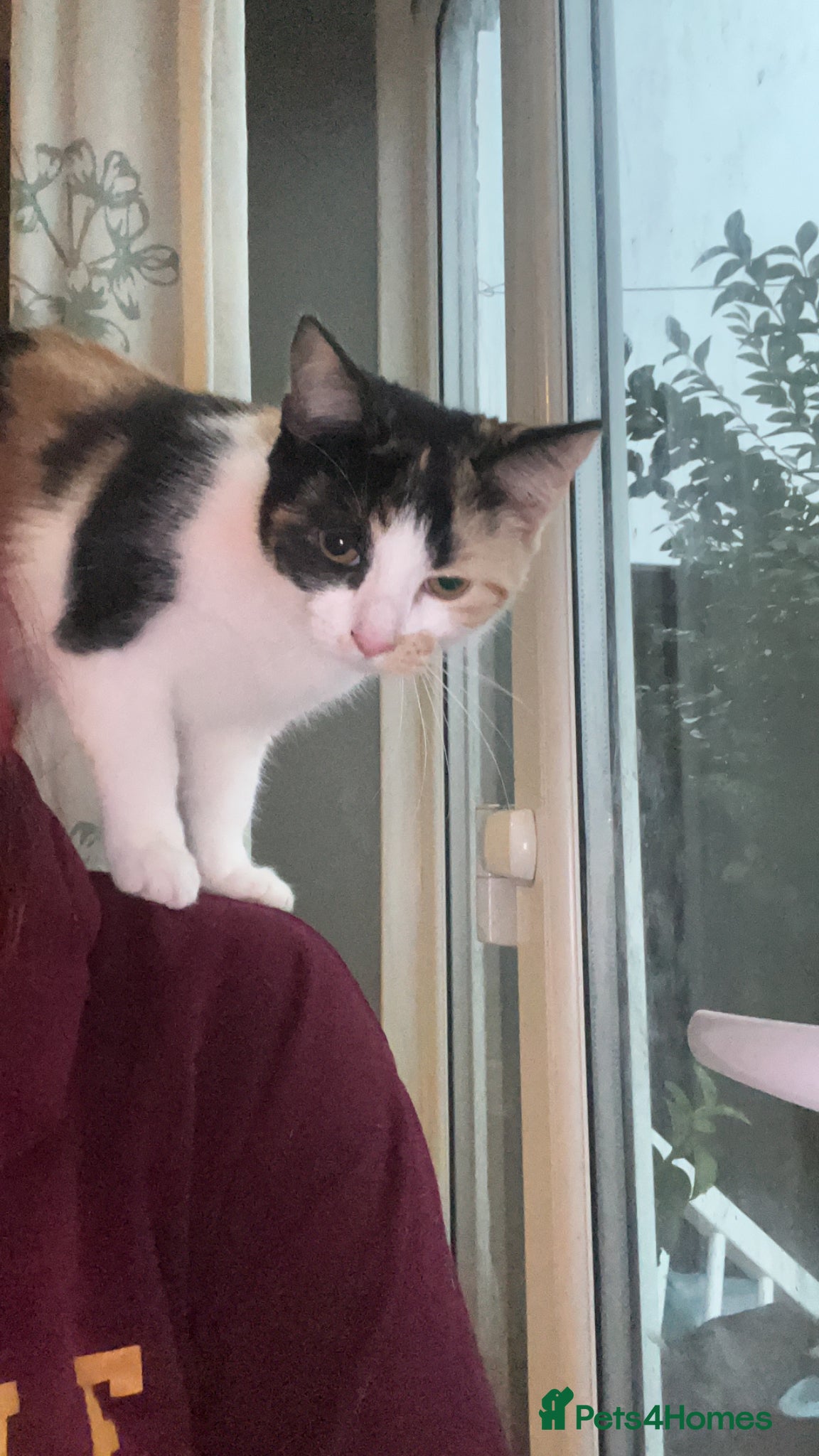 Mixed Breed cats Kitten ready to leave  - Advert 1