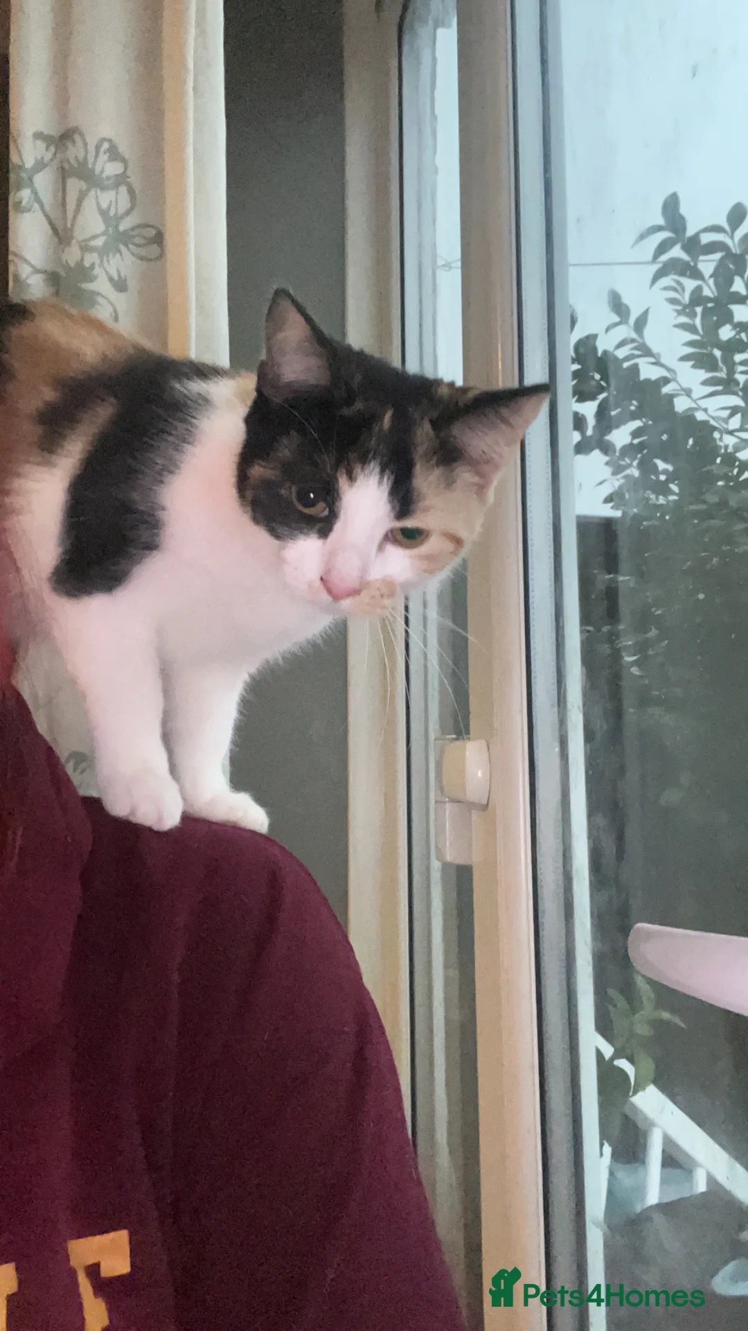 Mixed Breed cats for sale: Kitten ready to leave  - Advert 1