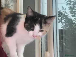 Mixed Breed cats Kitten ready to leave - Advert 1