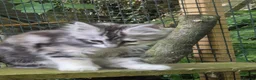 Maine Coon cats for sale: Pair of Maine Coon kittens from Registered parents - Advert 11