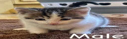 Mixed Breed cats for sale: Kittens  - Advert 4