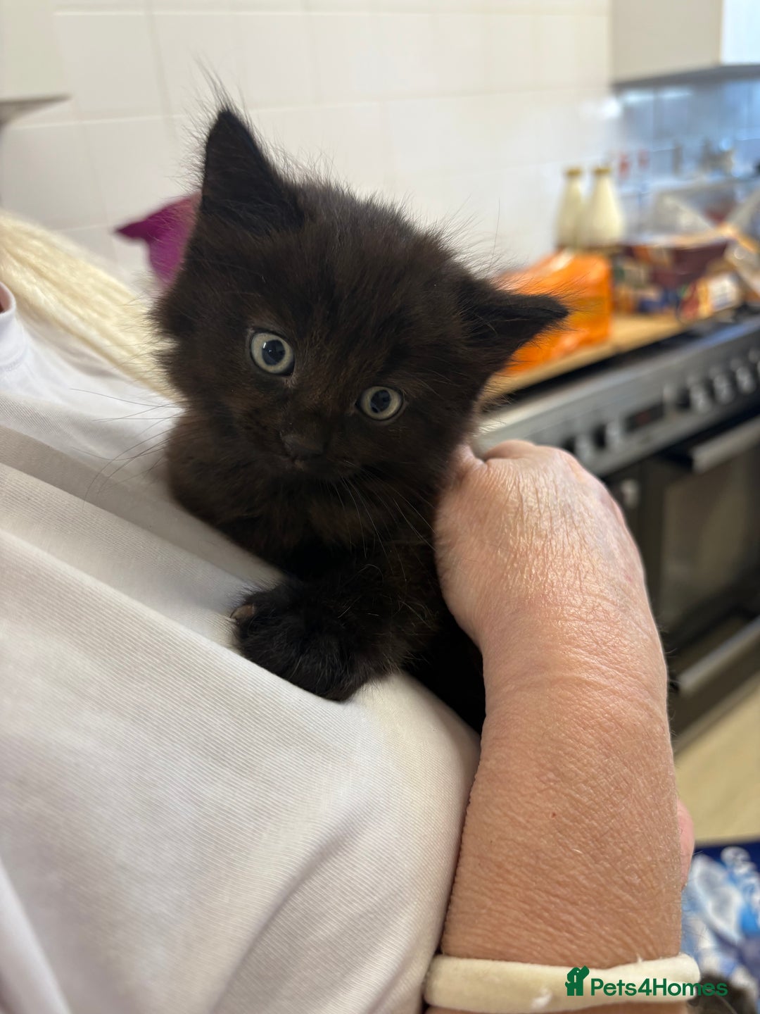 Brazilian Shorthair cats for sale: Kittens for sale - Image 1