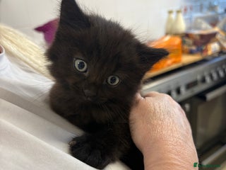 Brazilian Shorthair cats - Advert 30