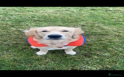 Golden Retriever dogs for stud: Proven Gorgeous Stud Dog - Image 16