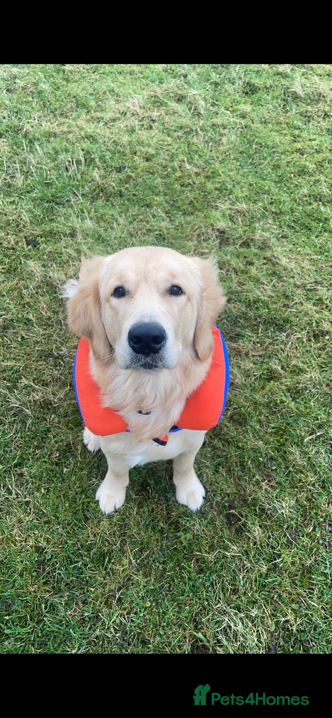Golden Retriever dogs for stud: Proven Gorgeous Stud Dog - Image 16