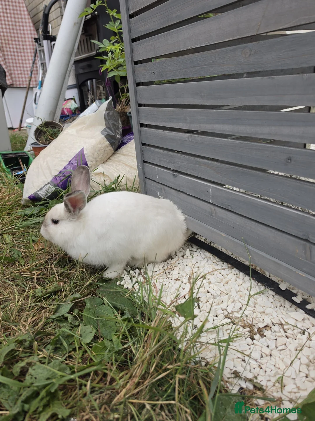 Mixed Breed rabbits for sale:  🐰Looking Forever loving Home for My prince kav💙 - Advert 2