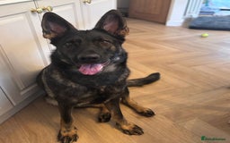 German Shepherd dogs for sale: Female German Shepherd - working line - Advert 2