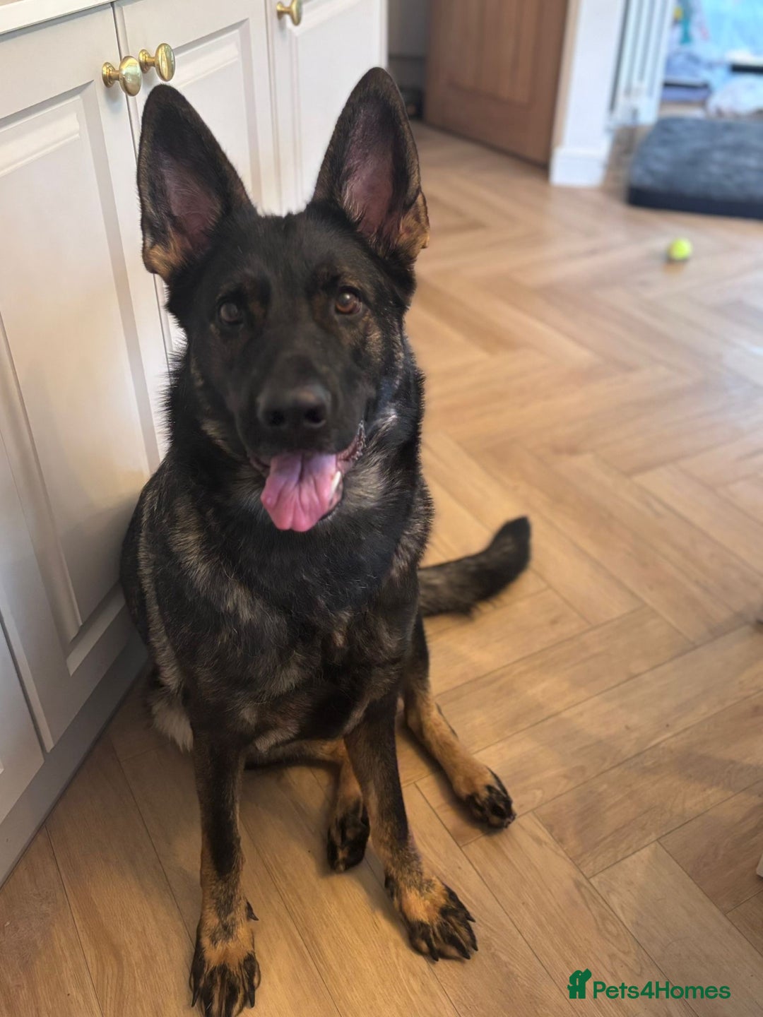 German Shepherd dogs for sale: Female German Shepherd - working line - Advert 2