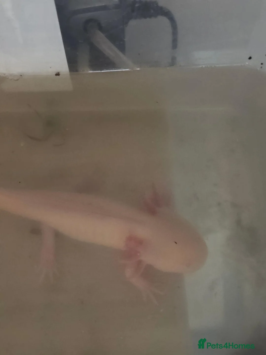 Axolotl reptiles for sale: Axolotls  - Advert 2