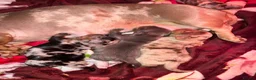 Miniature Dachshund dogs for sale: Miniature Dachshund Pups - Advert 13