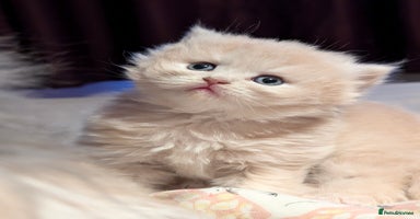 British Longhair cats in Knottingley - Advert 1