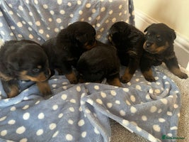 Rottweiler dogs 🤎🖤🦍 KC REGISTERED 5 ⭐️ BREEDER - Advert 1