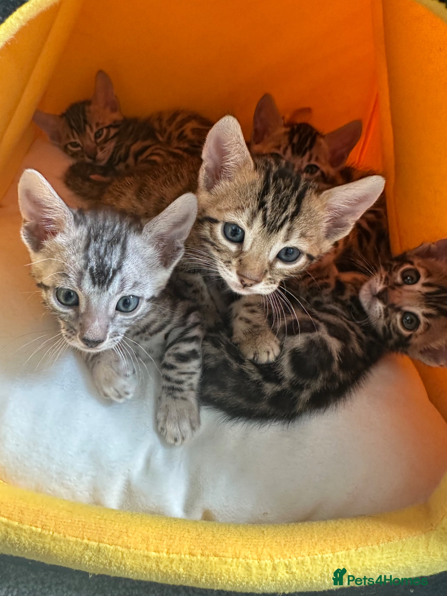 Bengal cats 3 Bengal kittens looking for a forever home  - Advert 11