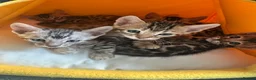 Bengal cats for sale: 2 silver Bengal kittens for a forever home  - Advert 5