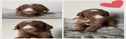 Mixed Breed dogs for sale: Beautiful Multigen Labradoodles  - Advert 3