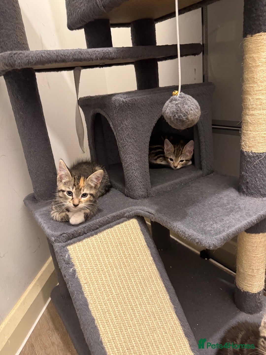 Bengal cats for sale: 3 bengal cross kittens  - Image 6