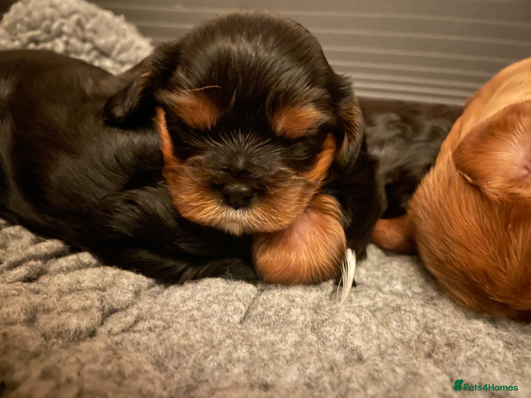Cavalier King Charles Spaniel dogs for sale: King Charles cavalier babies  - Advert 3