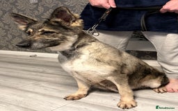 German Shepherd dogs for sale: Retirement home wanted for this lovely Gsd  - Image 3