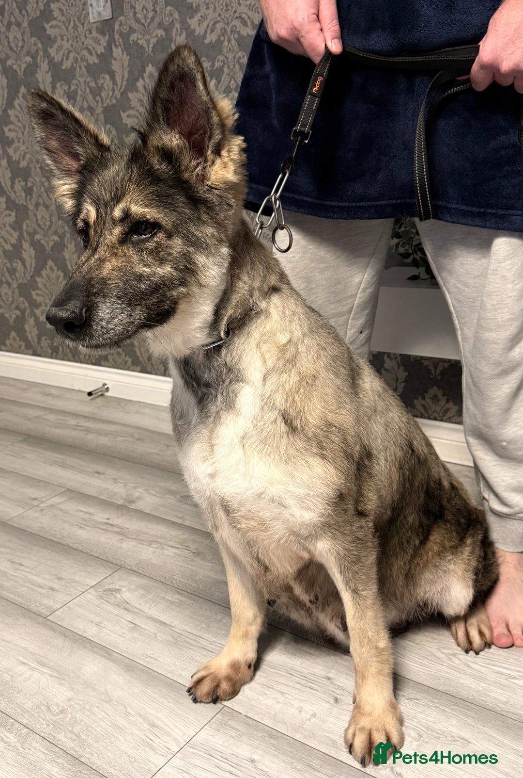 German Shepherd dogs for sale: Retirement home wanted for this lovely Gsd  - Image 3