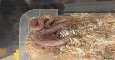 Corn Snake reptiles - Advert 11