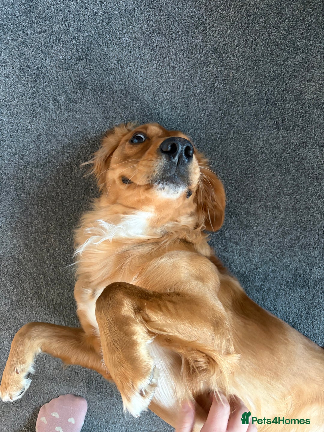 Mixed Breed dogs for sale: Lovely boy is looking for a new home - Advert 6