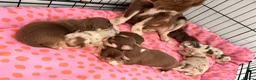 Chihuahua dogs for sale: Long coat chihuahua  - Advert 6