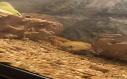 Gecko reptiles for sale: Leopard Gecko (With Tank and Accessories) - Advert 2