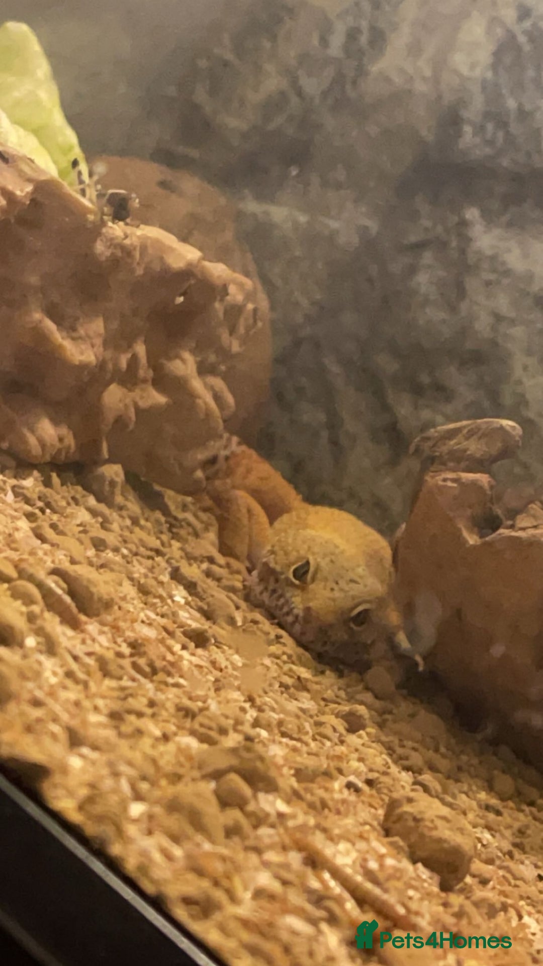 Gecko reptiles for sale: Leopard Gecko (With Tank and Accessories) - Advert 2