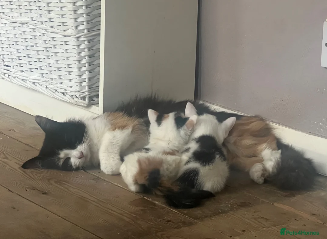 Mixed Breed cats for sale: Rio and Tokyo looking for their forever homes - Advert 6