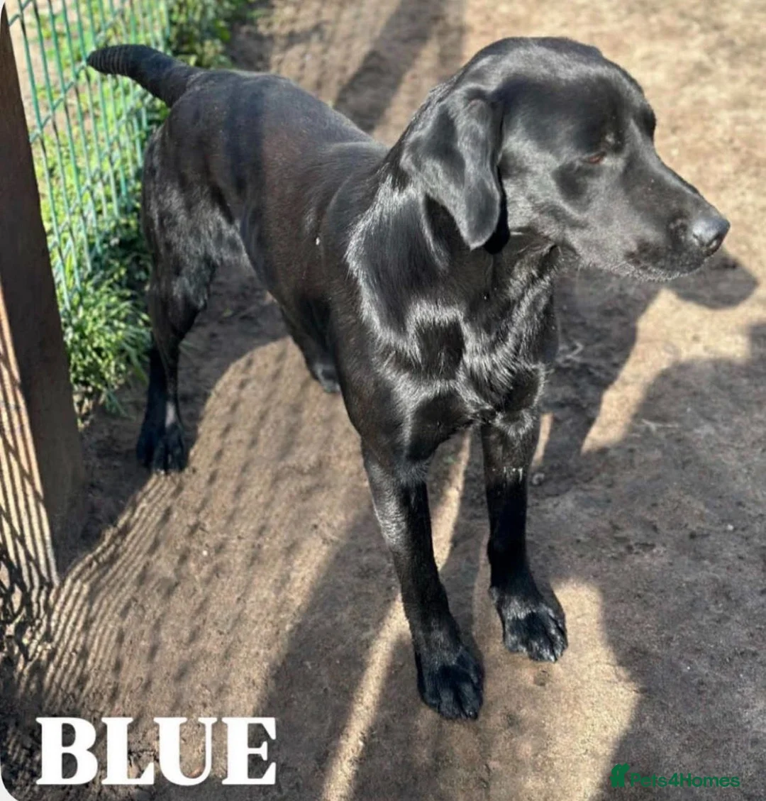 Labrador Retriever dogs for sale: TOP QUALITY PUPS FROM FULLY HEALTH TESTED PARENTS - Advert 2