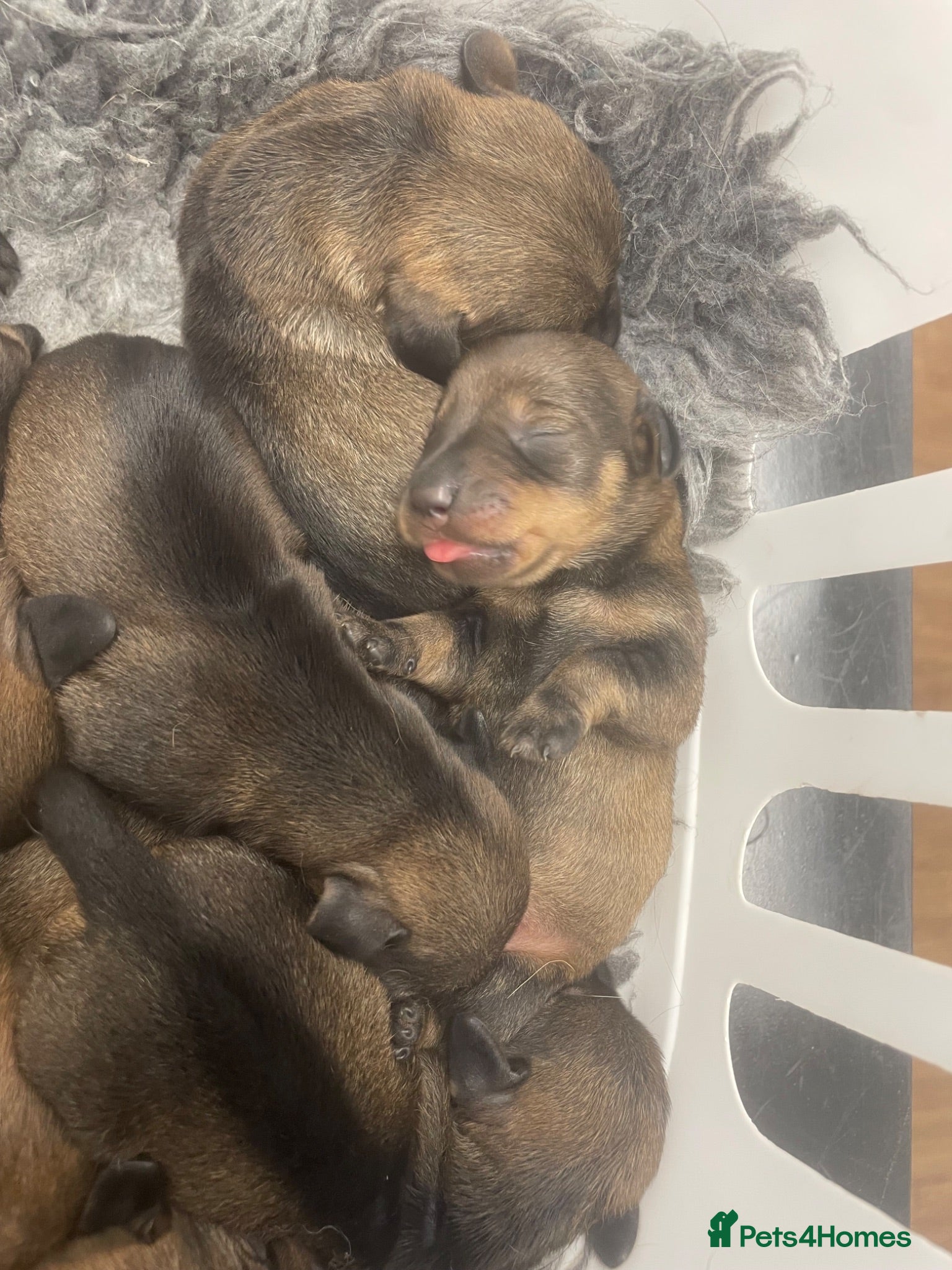 Dachshund dogs Beautiful wired haired sausage dogs  - Advert 3