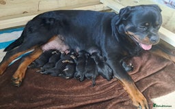 Rottweiler dogs for sale: Rottweiler puppies - Image 7
