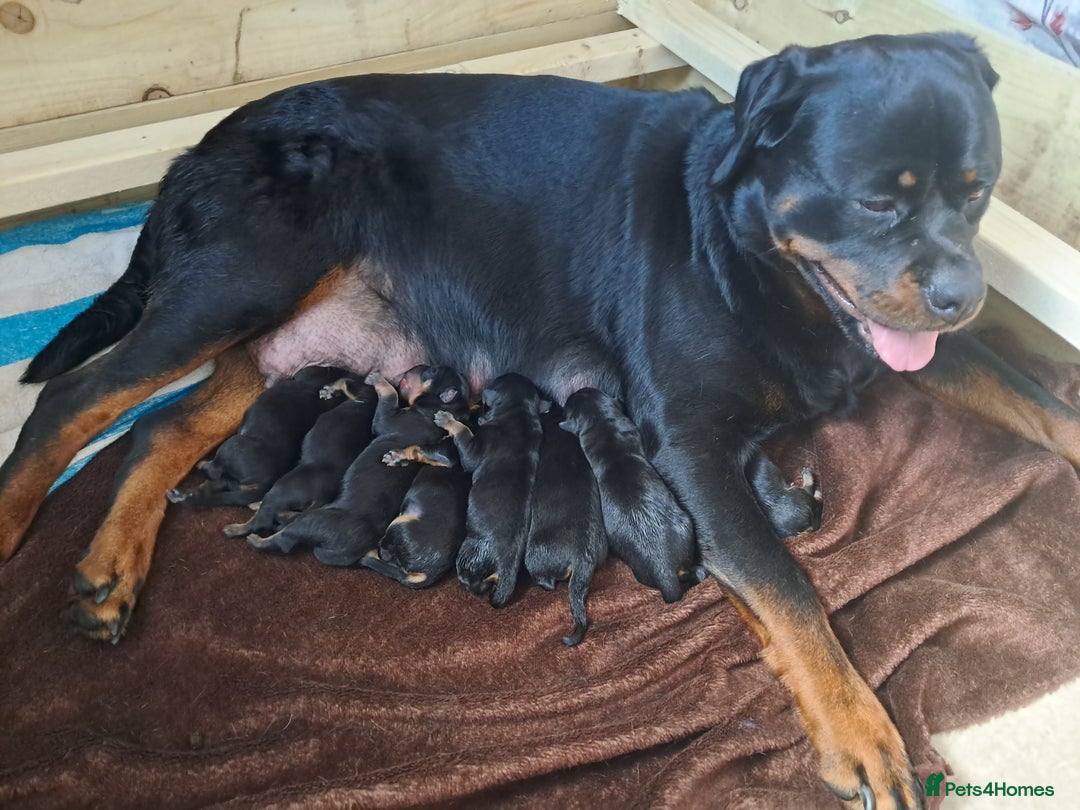 Rottweiler dogs for sale: Rottweiler puppies - Image 7