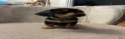Dachshund dogs for sale: Tweenie Dachshunds  - Advert 12
