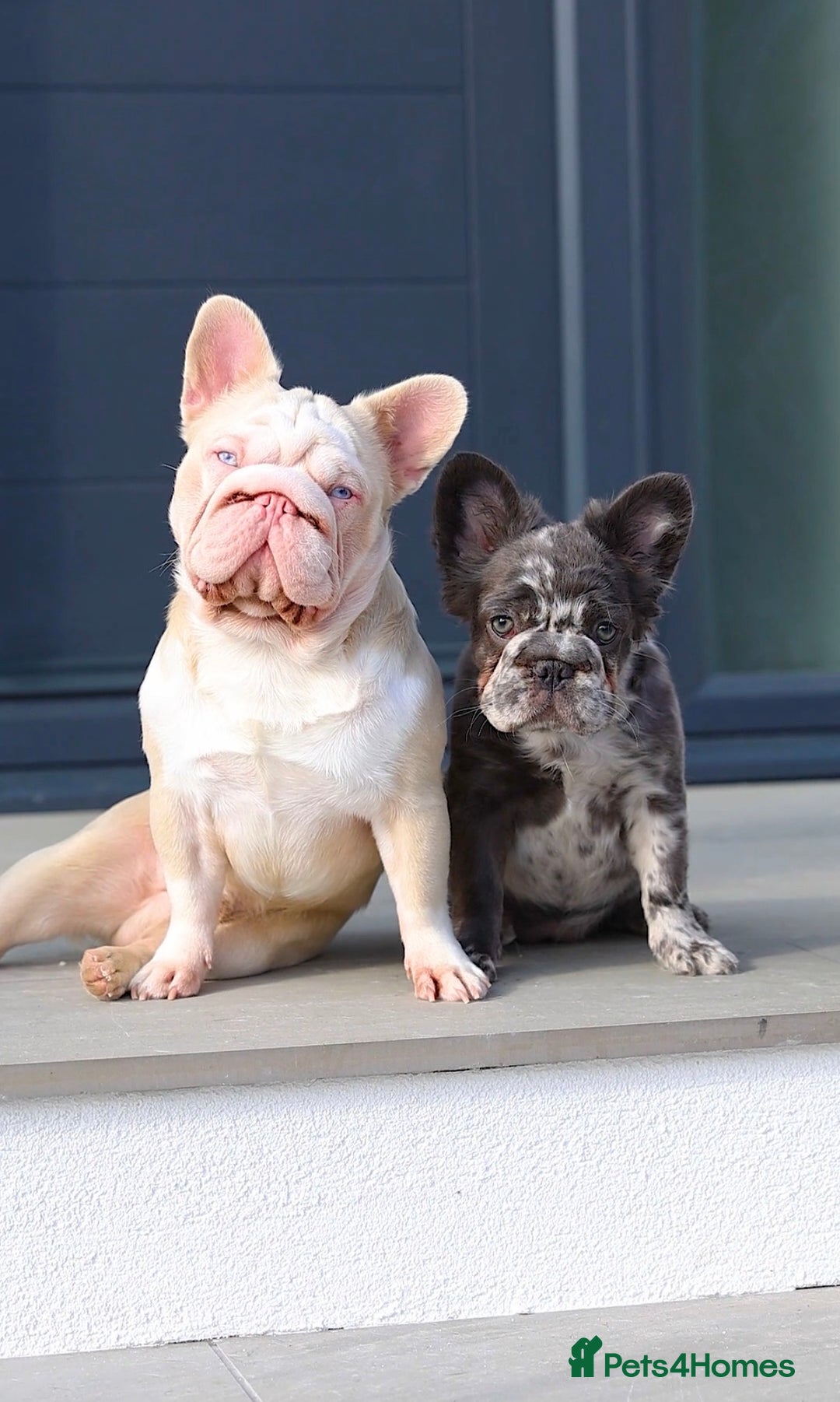 French Bulldog dogs for stud: !!REDUCED!! BUBBLEGUM - PINK FRENCH BULLDOG STUD in Basildon - Image 2