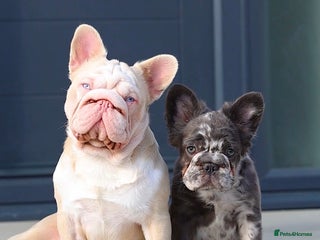 French Bulldog dogs !!DISCOUNT!! BUBBLEGUM - PINK FRENCH BULLDOG STUD in Basildon - Advert 2