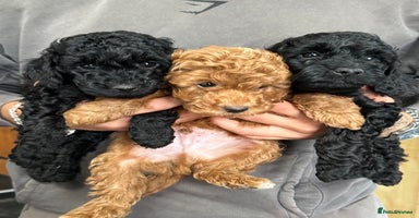 Miniature Poodle dogs - Advert 11