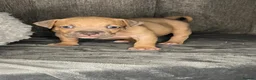 American Bully dogs for sale: Exquisute pocket bullys for sale  - Advert 9