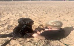 Cockapoo dogs for sale: Cockapoo for sale - Advert 5