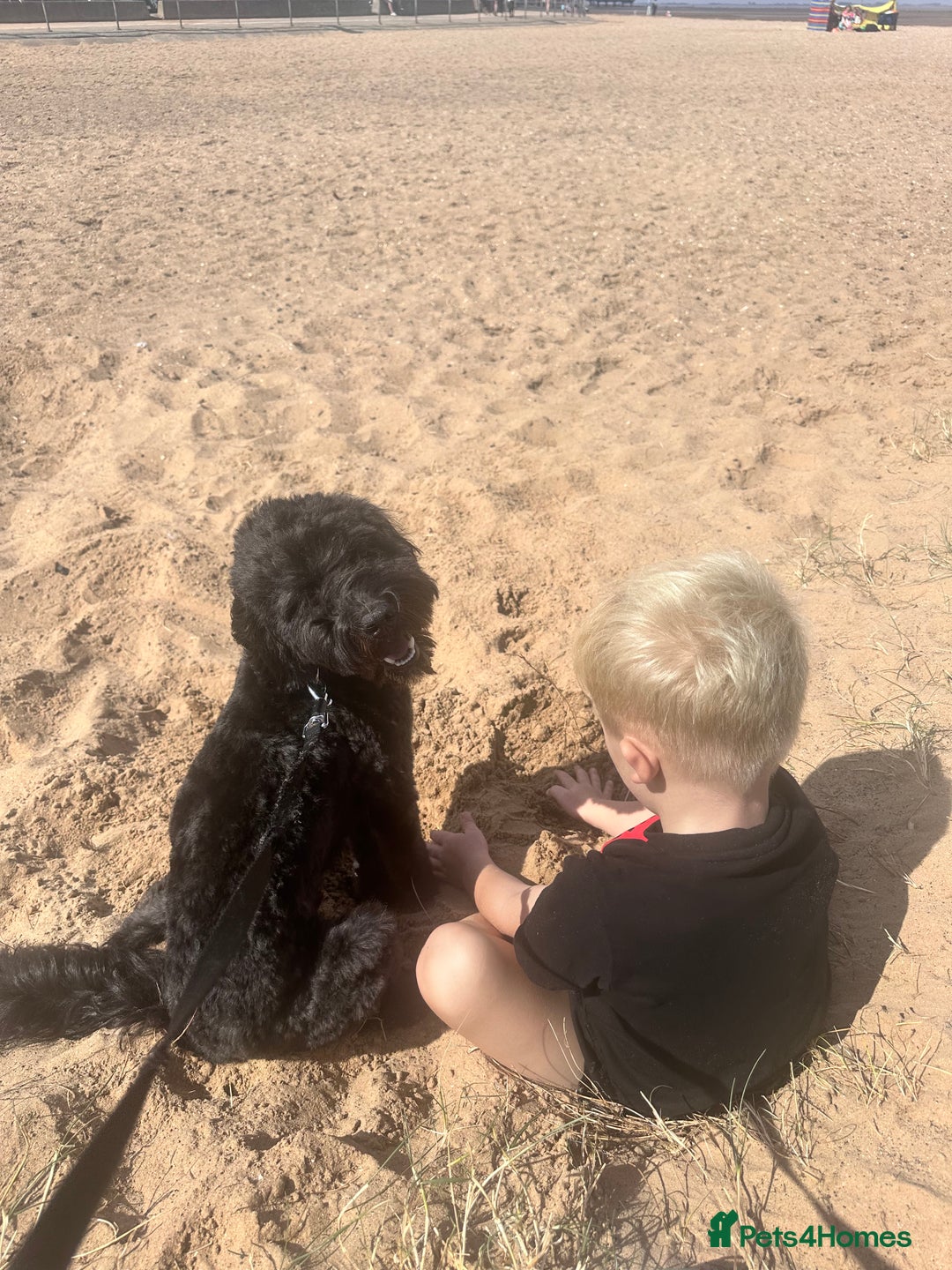 Cockapoo dogs for sale: Cockapoo for sale - Advert 5