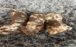 Dachshund dogs for sale: Miniature dachshund  - Image 12