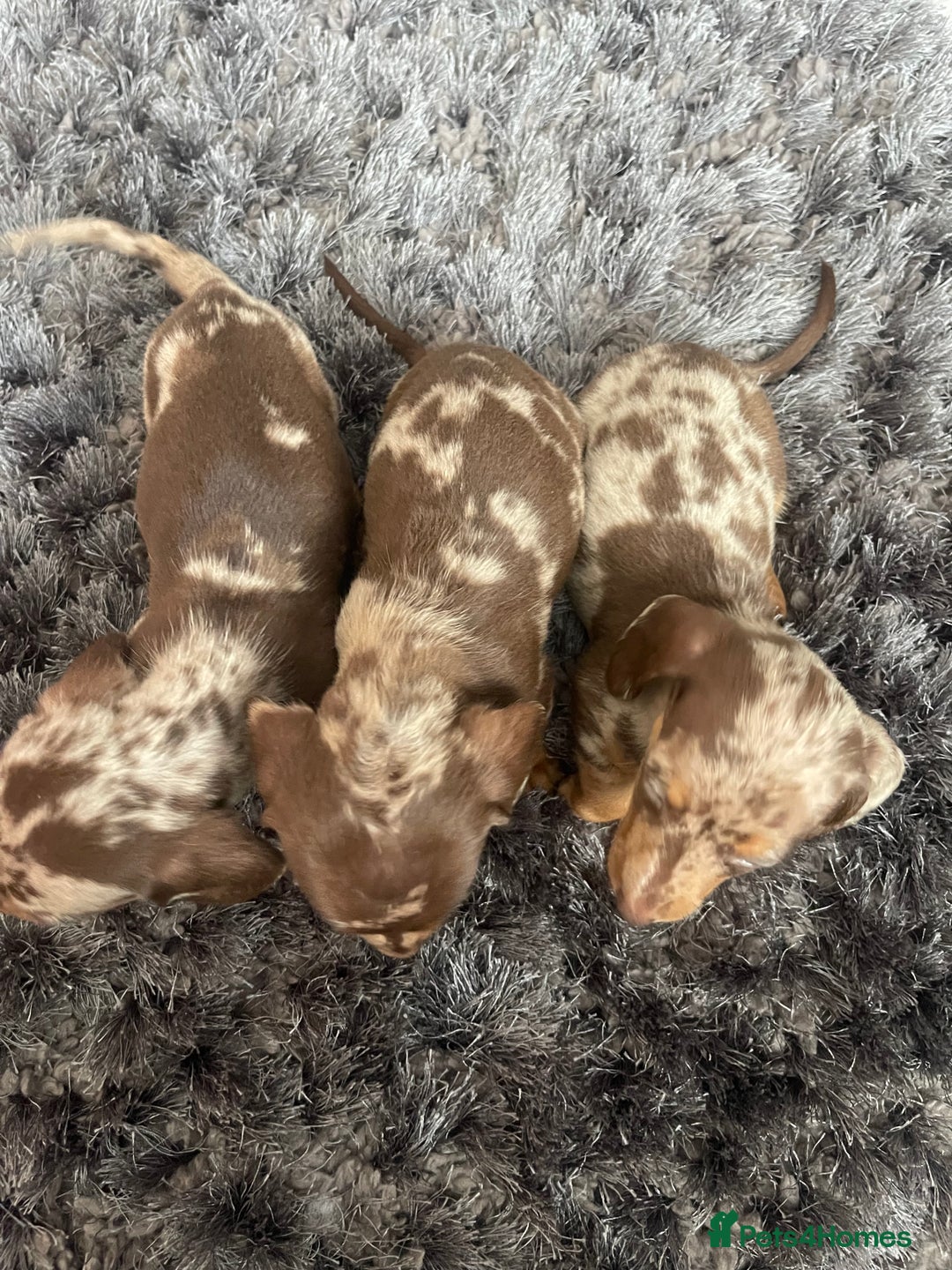 Dachshund dogs for sale: Miniature dachshund  - Image 12