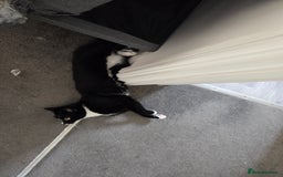 Mixed Breed cats for sale: 2 adorable cats looking for a new loving home - Image 8