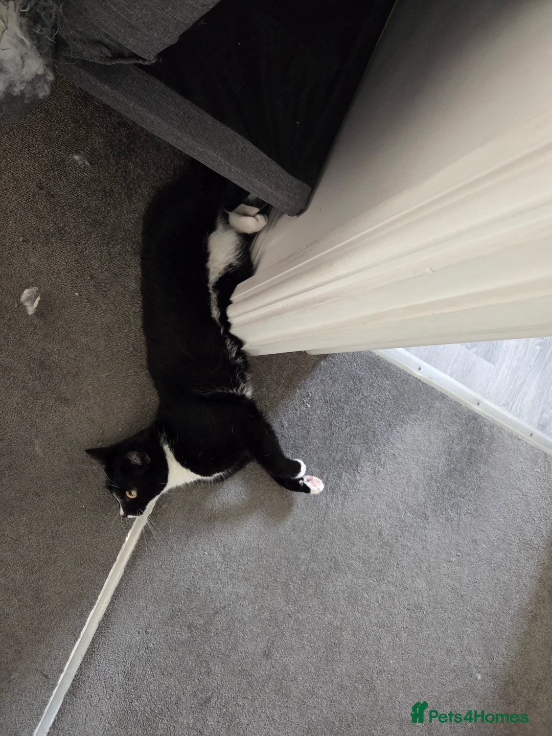 Mixed Breed cats for sale: 2 adorable cats looking for a new loving home - Image 8