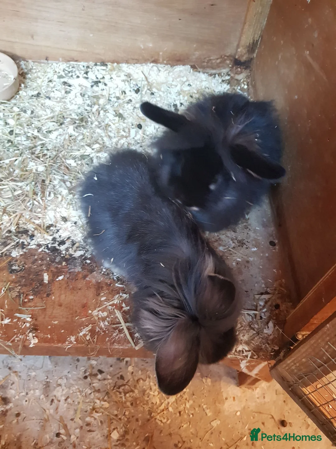 Lionhead rabbits for sale: Lionhead x mini lop  - Advert 5