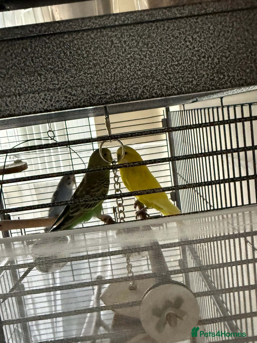 Budgerigars birds for sale: 3 male budgies and cage set up  - Advert 4