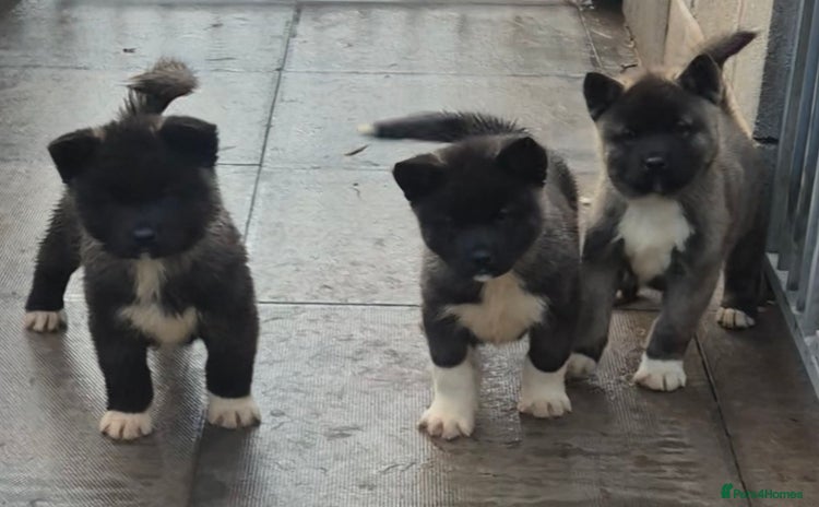 Akita dogs - Advert 8